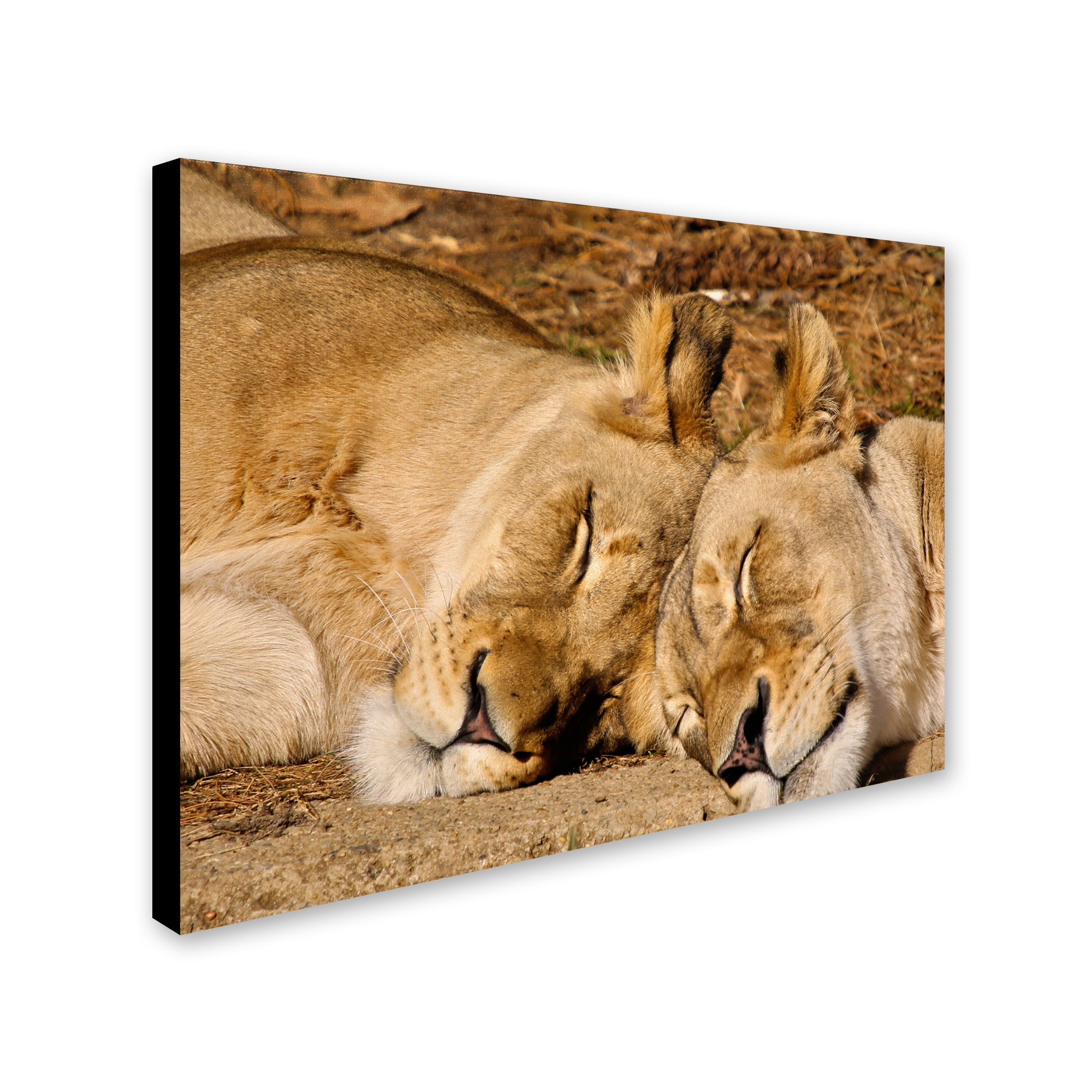 Trademark Fine Art "National Zoo - Lions" Canvas Art by CATeyes