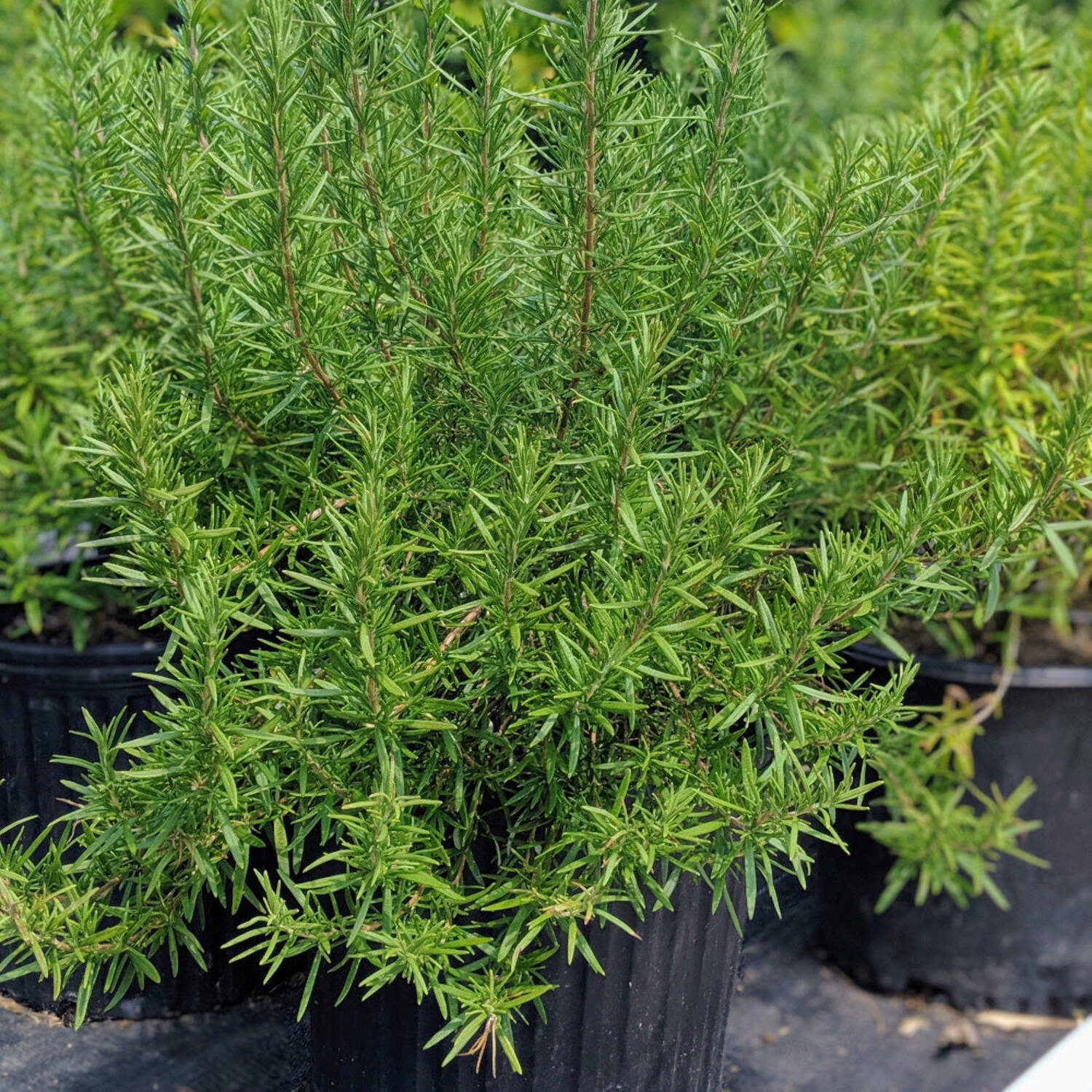 Tuscan Blue Rosemary - 1 Gallon Pot, Live Evergreen Shrub, Full Sun
