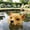 A1, variant on Pond Floating Dog Head,Float Puppy Garden Statue,Fountain Swimming Pool Resin Dog Head Statue for Goose,Heron,Duck Deterrent Control,Waterproof Realistic Animal Party Decoration