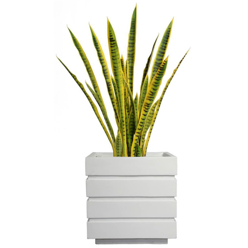 Snake Plant in Planter