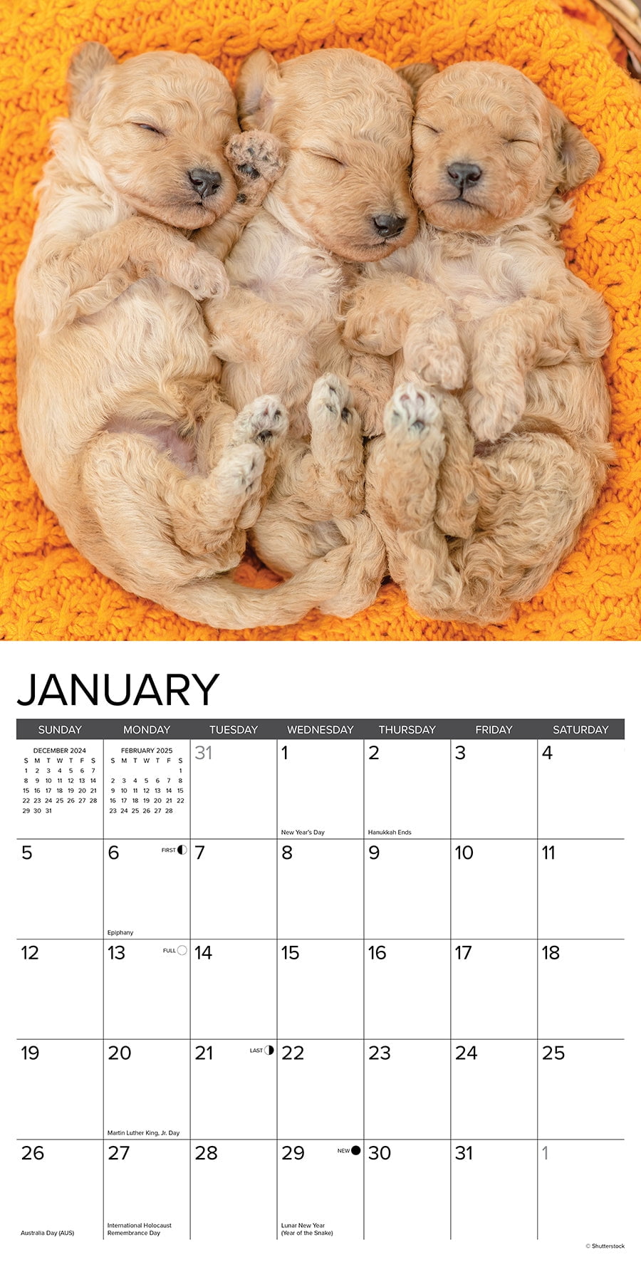 Poodle Puppies 2025 Wall Calendar - Walmart.com