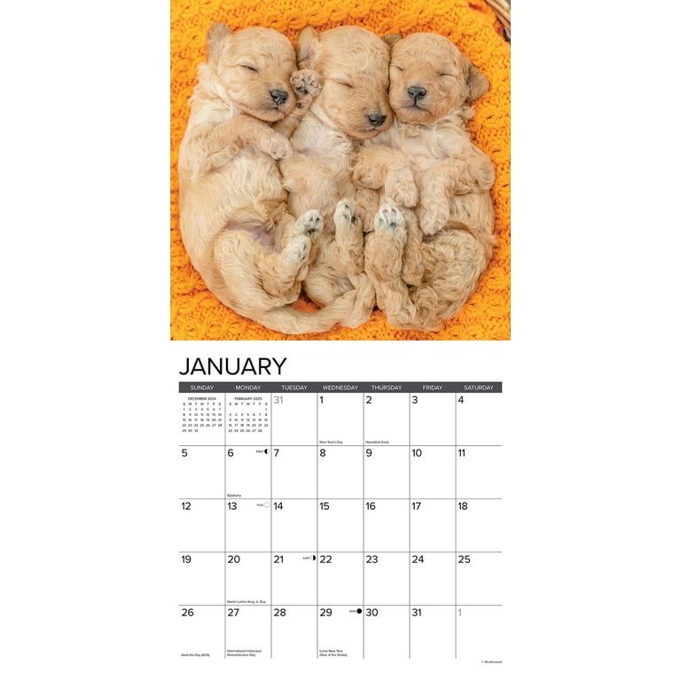 Poodle Puppies 2025 Wall Calendar – Willow Creek Press