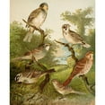 thumbnail image 2 of Christian Anton Goering 15x18 Black Ornate Wood Framed Double Matted Museum Art Print Titled - The North American Vogelwelt Pl25 (1891), 2 of 5