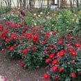 Live Heirloom Roses - High Quality Miracle On The Hudson¬Æ Rose Bush ...
