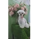 thumbnail image 2 of Collar Para Mascotas Diseño Ajustable, 2 of 8
