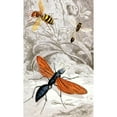 thumbnail image 3 of Jules Rothschild 10x14 Black Modern Framed Museum Art Print Titled - Hymenopteres Pl. XII (1876-1878), 3 of 5