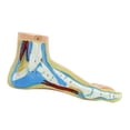 thumbnail image 3 of HILABEE Anatomical Foot Model Functional with Digital Signs for Medical Practice Clinics Normal Foot, 3 of 9