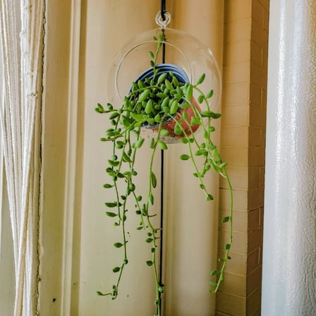 String of Watermelon, Trailing Succulent, Hanging Plant in 2" Pot