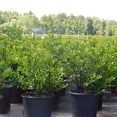 thumbnail image 3 of Dwarf Burford Holly (Ilex) Shrub (7 Gallon), 3 of 10