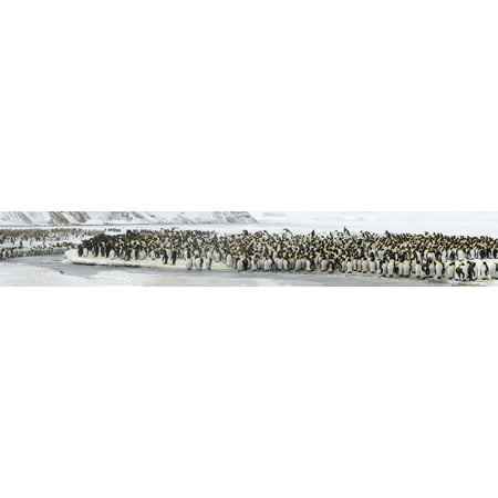 Colony of King Penguins mass along frozen stream Salisbury Plain South Georgia Island Poster