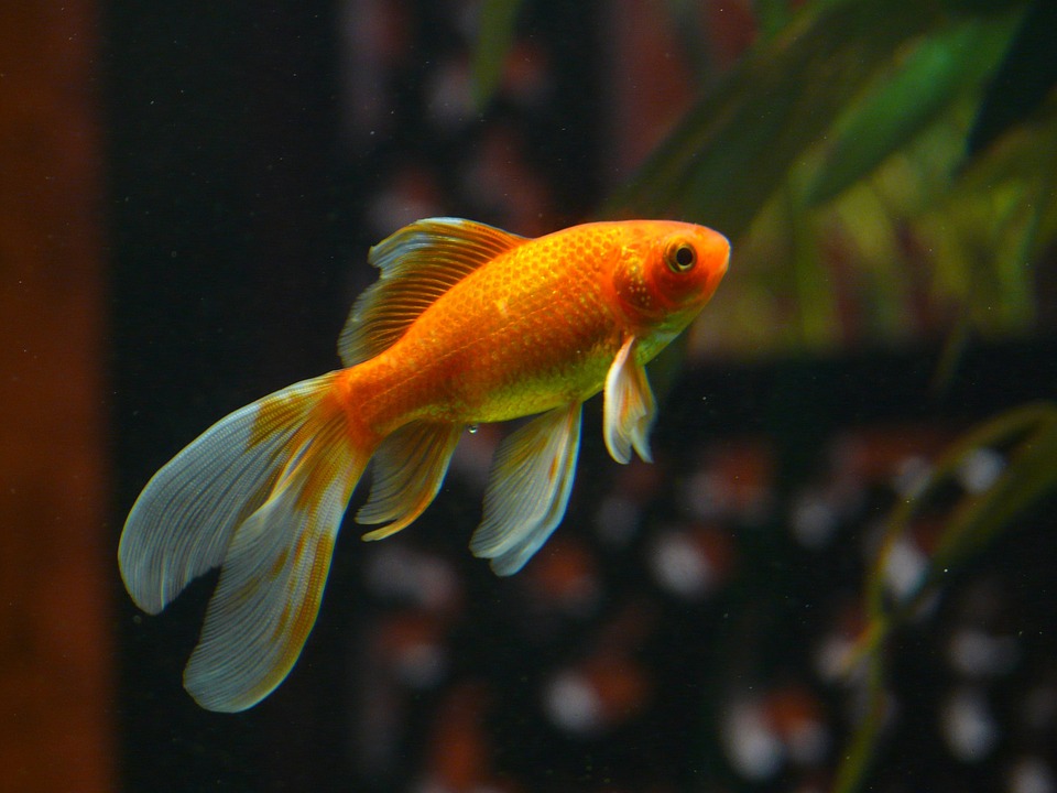 walmart goldfish fish