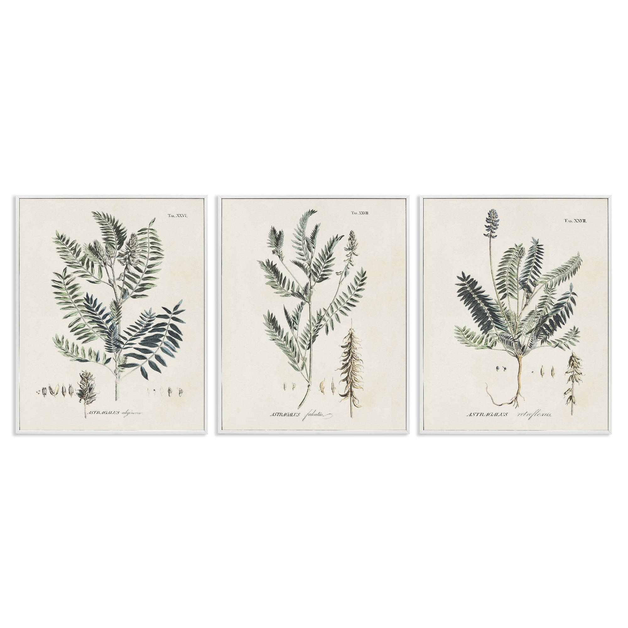 Stupell Industries Green Botanical Latin Study Vintage Herb Motif Diagram Framed Wall Art, 16 x 20, Design by Martini