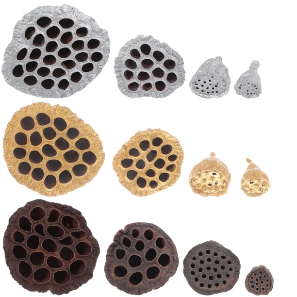GOOHOCHY 12 unidades de vainas de semillas de loto secas para decoración DIY, manualidades de escritorio, decoración para el hogar
