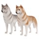 thumbnail image 1 of 2 piezas de decoración de escritorio de perro simulado, modelo de perro husky falso, adorno de perro, 1 of 5