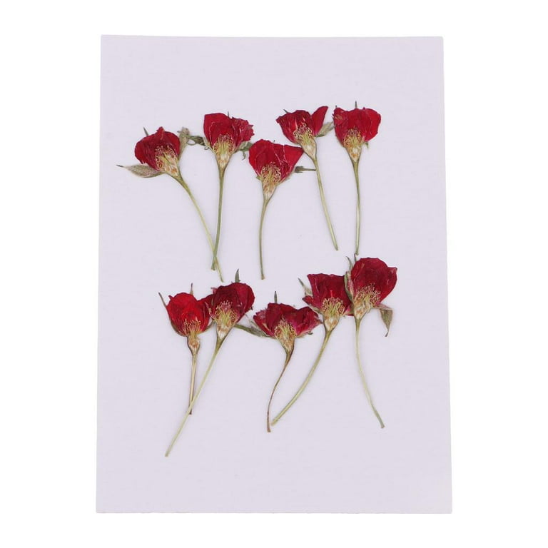 Pressed Flowers | A Romantic Promise | Pink&Red | 30pcs Marketplace Dried  Florals by undefined