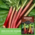 thumbnail image 3 of 5 packs Victoria Rhubarb Seeds - Non-GMO Heirloom Full Sun Perennial Vegetable, 3 of 8
