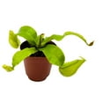 thumbnail image 4 of Nepenthes Ampullaria BAU Green, 2 inch, Winged Pitcher Rare Carnivorous Plant, 4 of 7