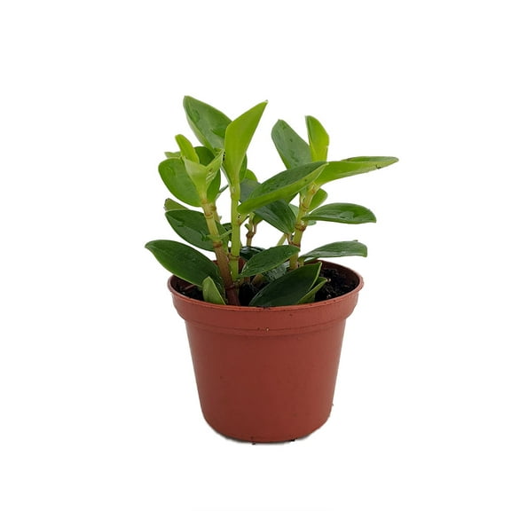 Rare Bamboo Stalks Peperomia 2.5" Pot - Collector's Series