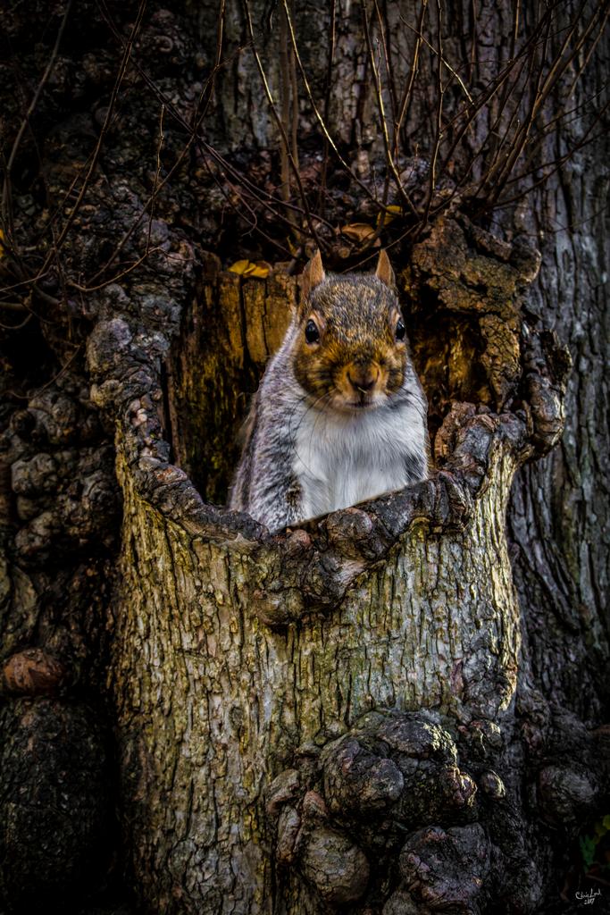 Laminated Pop Up Squirrel In Tree by Chris Lord Nature Wild Animal Cute