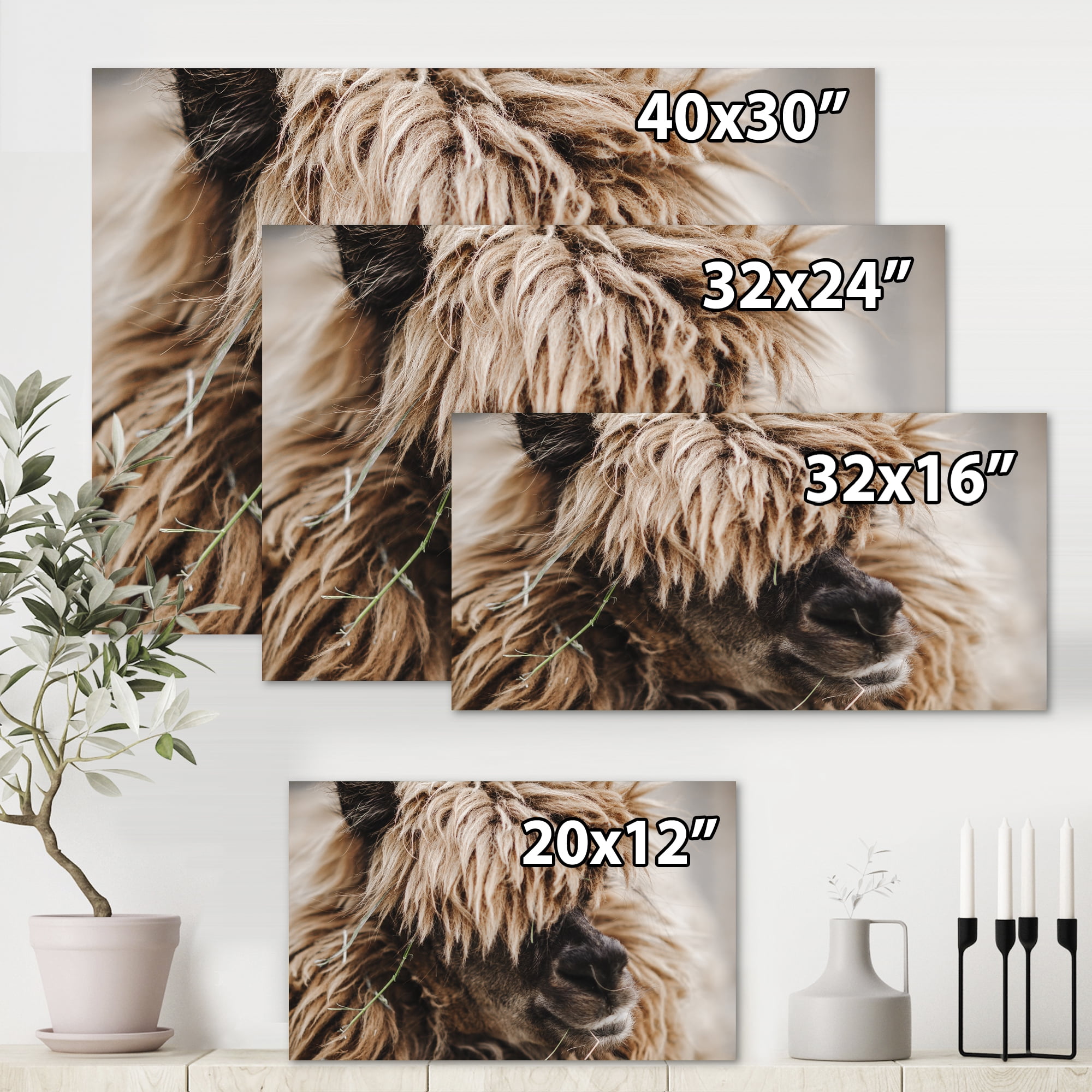 Designart ' Close Up Of Fluffy Curly Alpaca ' Farmhouse Canvas Wall Art Print