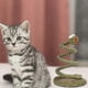 thumbnail image 3 of Plush Cat Squeaky Toy 1pc Kitten Supplies Interactive Snake Toy,long Tail Snake Interactive Toys, Accessories For Indoor Cat, Gift For Cat Lovers, 3 of 5