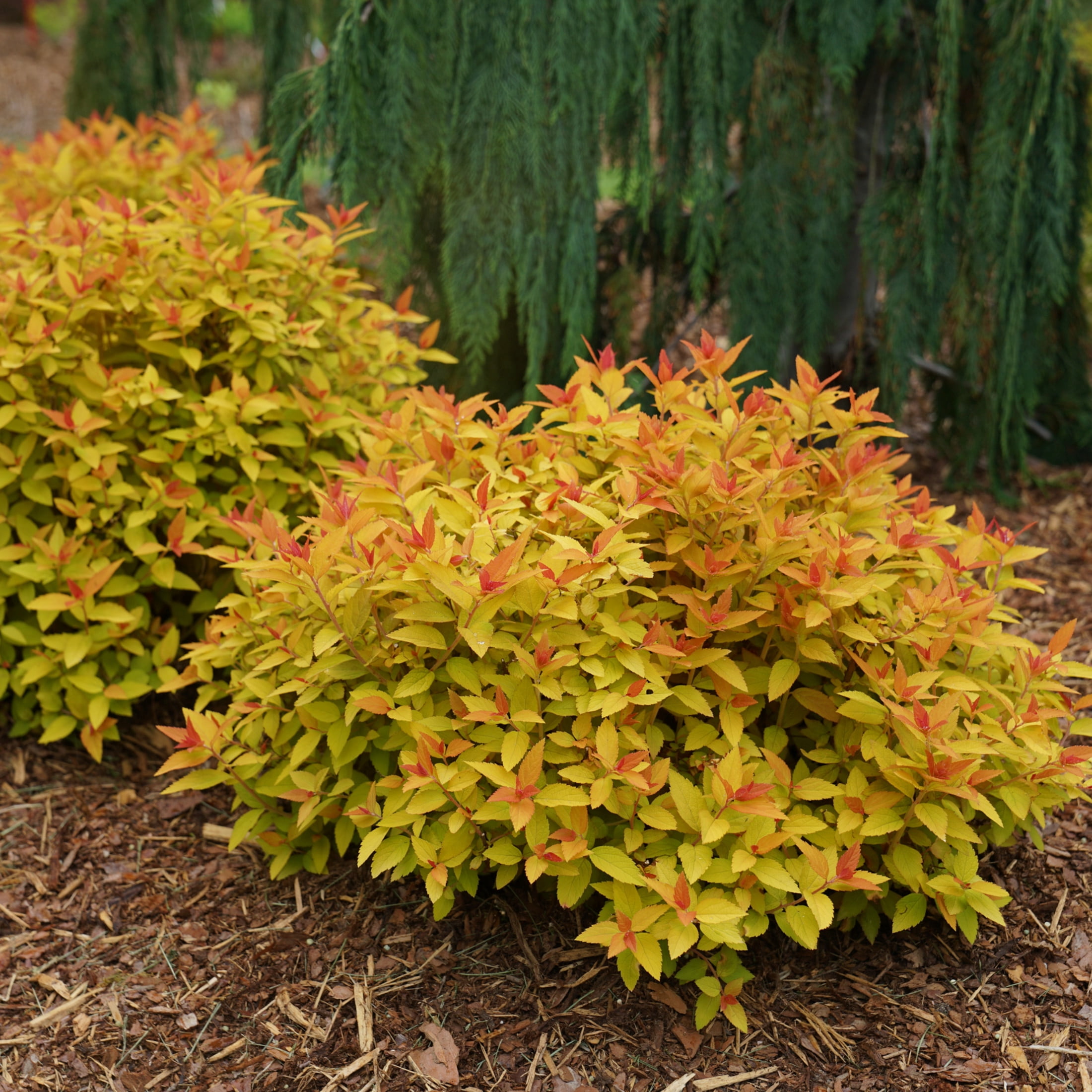 Proven Winners ColorChoice 5" Purple Double Play Candy Corn Spirea Live Plant in 4.5" Pot (4 Count)