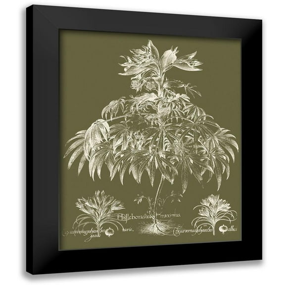 Vision Studio 12x14 Black Modern Framed Museum Art Print Titled - Custom Delicate Besler Botanical I