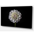 thumbnail image 2 of Isolated Dahlia Flower in Black, 2 of 3