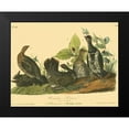thumbnail image 2 of Audubon, John James 14x12 Black Modern Framed Museum Art Print Titled - Canada Grouse, 2 of 5