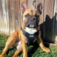 thumbnail image 5 of Best Pet Supplies Voyager Step-In Flex Adjustable Mesh Dog Harness, 5 of 9