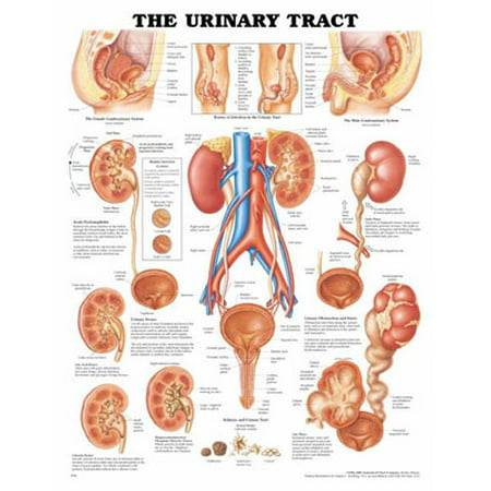 Anatomical Chart L'appareil urinaire Anatomical Chart