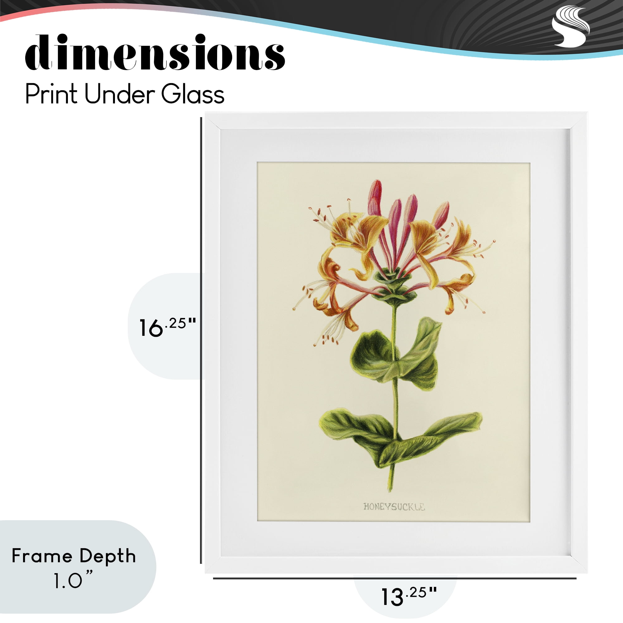 Stupell Industries Honeysuckle Vintage Illustration White Framed Print Under Glass, design by Connie Resch