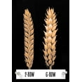 thumbnail image 6 of 6 Row Malt For Homebrewing Whole Grain - 10 LB, 6 of 7