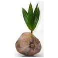 thumbnail image 2 of Sprouted Coconut Palm Tree Plant, 2 of 2