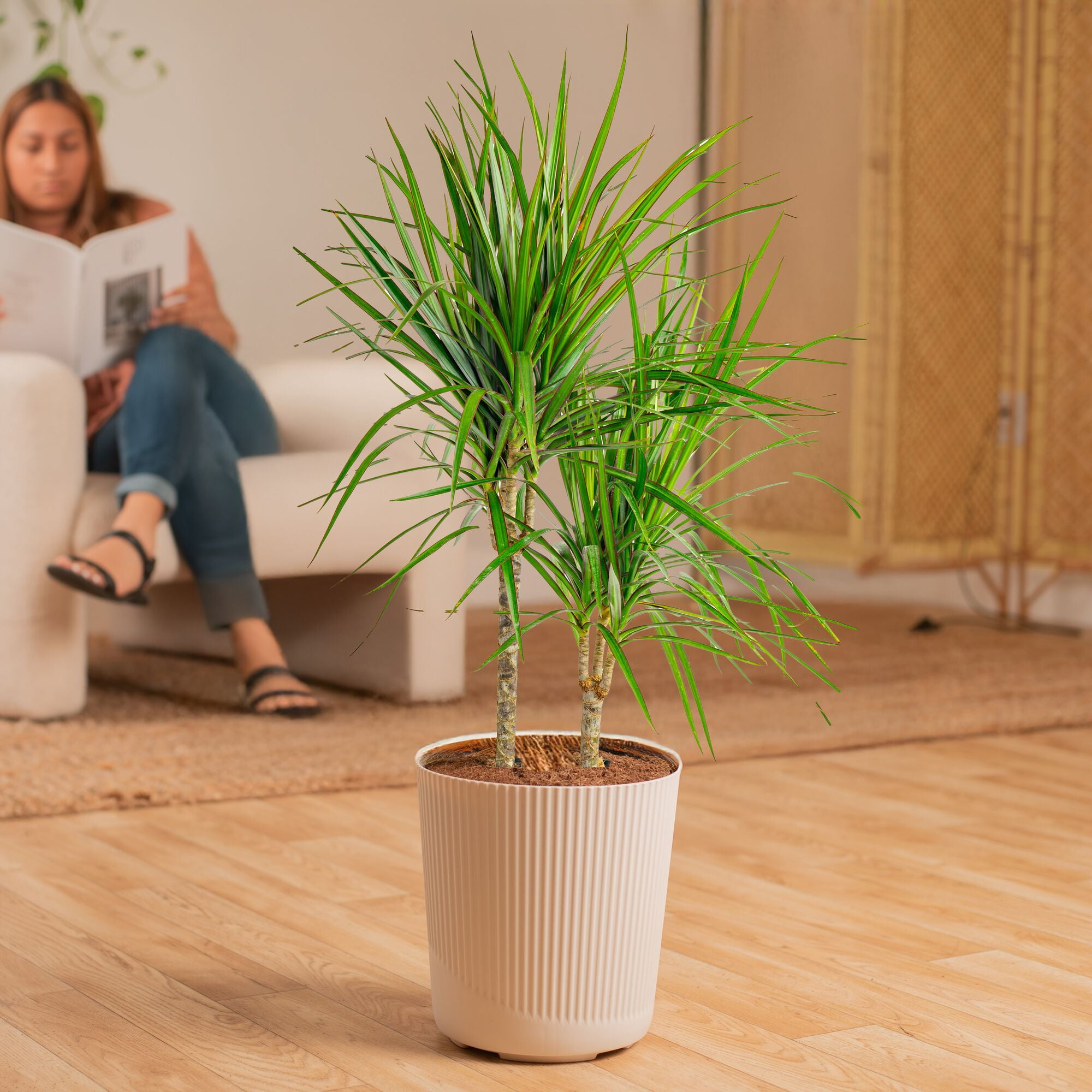 Costa Farms 36" Grower's Choice Marginata Live House Plants in 10" Décor Pot