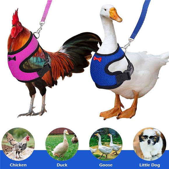 Fiudx Correa para Pollos, Diseño Cómodo y Ajustable, Malla Transpirable, Nailon Resistente de 1,1 M, Fácil de Pasear y Entrenar, Ideal para Exteriores, 16 X 10 X 3 Cm.