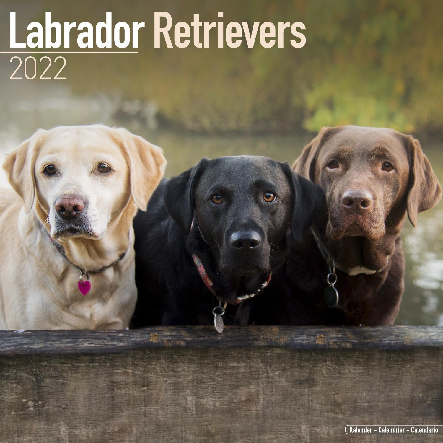 Labrador Retriever Premium Wall Calendar 2019-2022 - Walmart.com