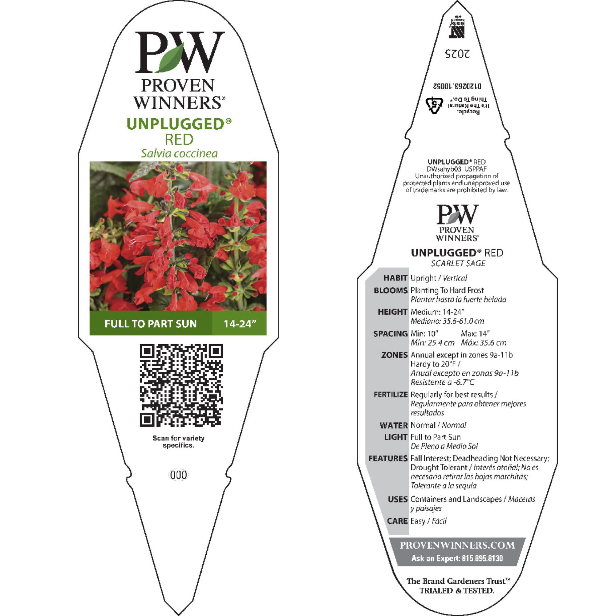 Proven Winners 8" Unplugged Red Scarlet Sage Live Plant in 6.5" Pot