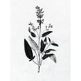 thumbnail image 2 of Bailey, Ann 19x24 White Modern Wood Framed Museum Art Print Titled - Pressed Herbs 3, 2 of 4