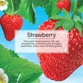 thumbnail image 3 of Assainisseur d'air LITTLE TREES Strawberry 6-Pack, 3 of 8