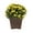Yellow, variant on Expert Gardener 1Gal Orange Garden Chrysanthemum Plant Decorative Square Pot Sun