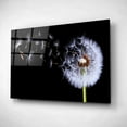 thumbnail image 2 of Epic Art 'Dandelion Flying,' Acrylic Glass Wall Art, 24"x16", 2 of 3