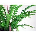 thumbnail image 2 of Lemon Button Fern 6" Pot - Nephrolepis - Easy House Plant, 2 of 2