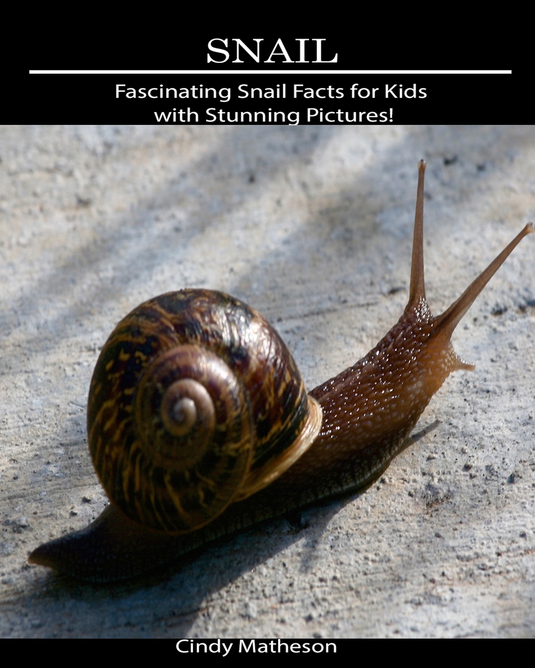 Snail Fascinating Snail Facts for Kids with Stunning Pictures