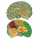 thumbnail image 2 of Recursos de aprendizaje de modelos cerebrales transversales para mayores de 7 años, 2 of 15