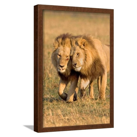 Bonding Lions, Animals Framed Art Print Wall Art by Howard Ruby Sold by ArtCom