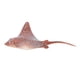 thumbnail image 4 of Juguete para niños, modelo de animal marino de simulación, juguete de simulación de animal, modelo de animal marino probado profesionalmente, 4 of 14