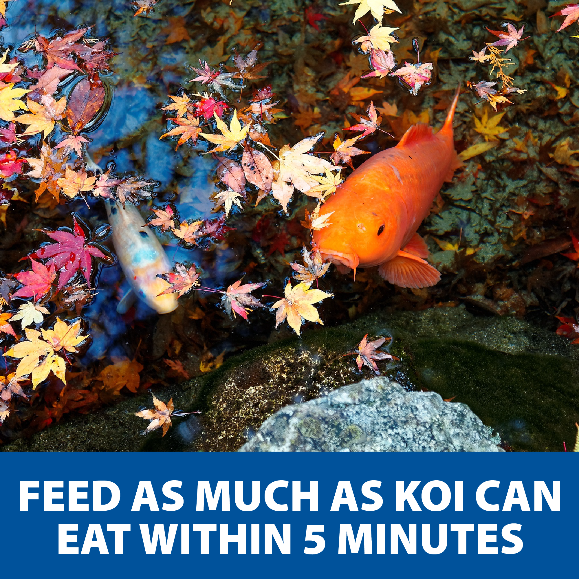 The Pond Guy Spring & Fall Wheat Germ Fish Food for Koi & Goldfish, Premium Cold Weather Floating Pellets, Healthy Formula for Winter Nutrition, 12 lbs