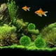 thumbnail image 4 of Plantas artificiales de acuario, bolas de algas verdes, simulación de paisaje de algas, adorno de hierbas acuáticas para decoración de peceras., 4 of 6