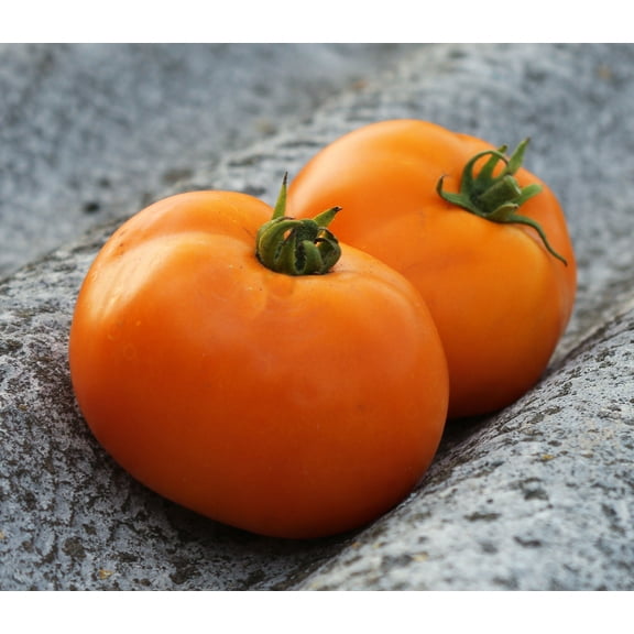 SEEDS == Amana Orange Heirloom Tomato- 20 Seeds - Large Beefsteak type- Beautiful Color- long time favorite -Mild Swee Tropical Flavor